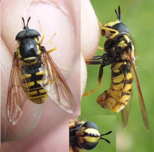 Chrysotoxum cautum